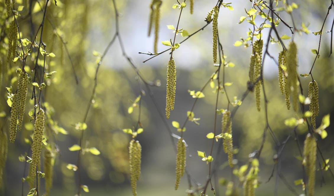 Snart slutar alarna blomma, sedan kommer björkblomningen. Det ser ut att bli ett pollenrikt år i år. Arkivbild. Foto: Janerik Henriksson/TT