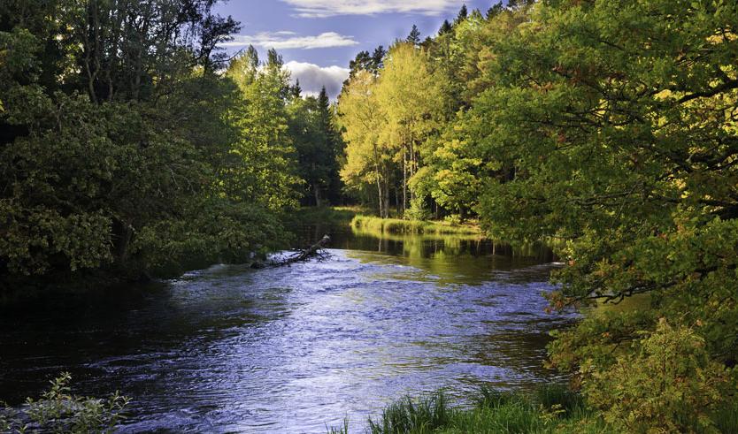 Färnebofjärdens nationalpark har ett unikt älvlandskap i en påfallande vacker del av Nedre Dalälven Foto: Nils Ryrholm/Azote