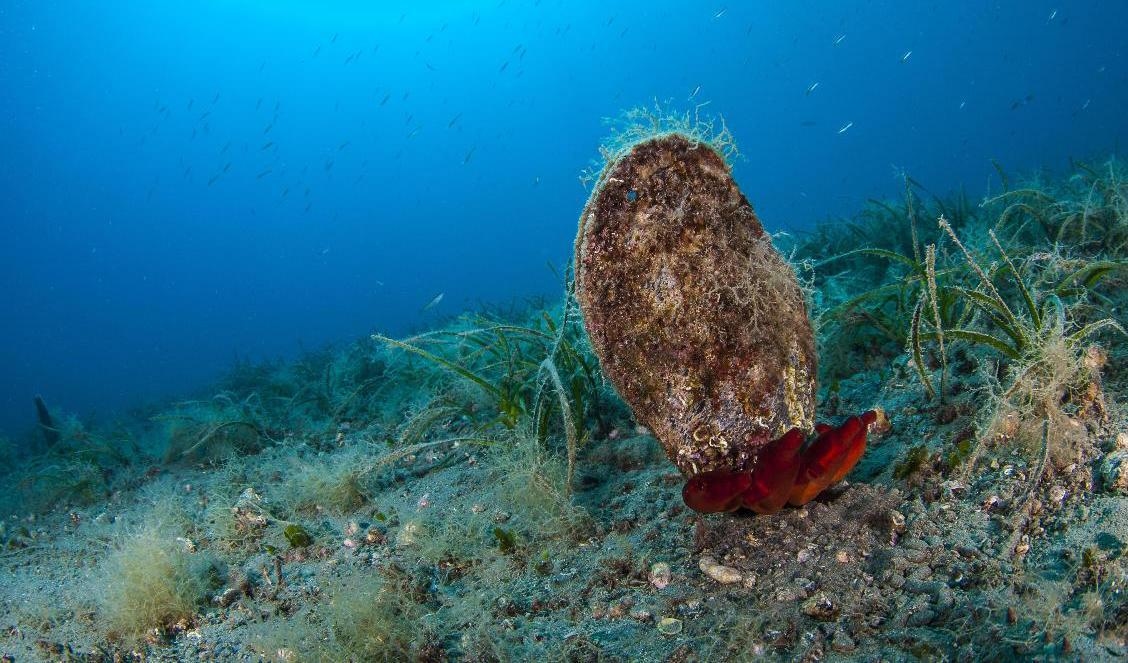 Beslaget av jättesmusslor är ett av de största som gjorts i Filippinerna. Arkivbild. Foto: Yiannis Issaris