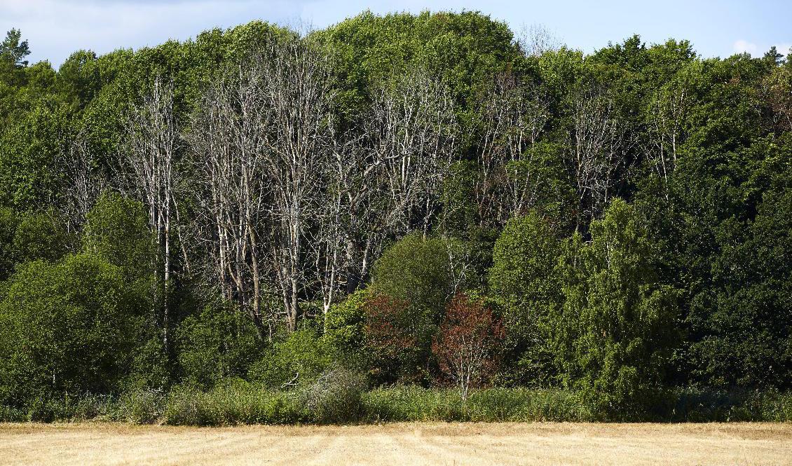 Almsjuka är en svampsjukdom som finns över hela världen där almar finns. Görs inget kommer almen att dö ut i Sverige, enligt experter. Foto: Fredrik Persson/TT