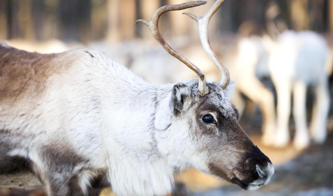 Livsmedelsverket lägger ner det nationella kontrollprogrammet av renkött. Arkivbild. Foto: Henrik Montgomery/TT