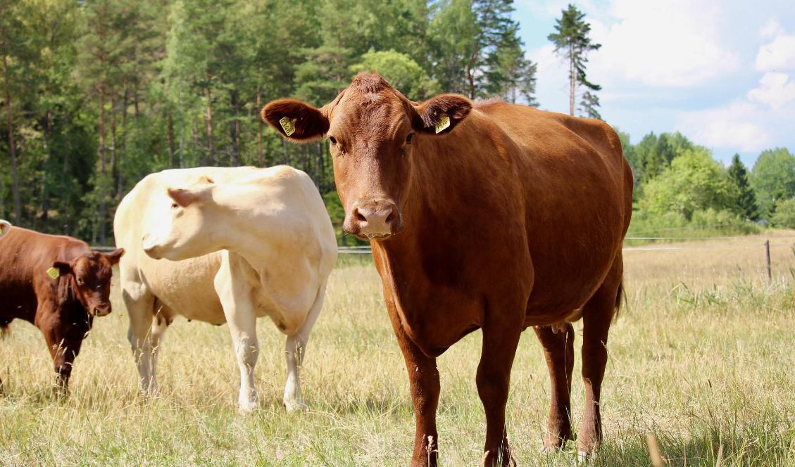 Besvikelse bland LRF:s medlemmar när regeringen sparar in på jordbruket. Foto: Susanne W. Lamm/Epoch Times Arkivbild.