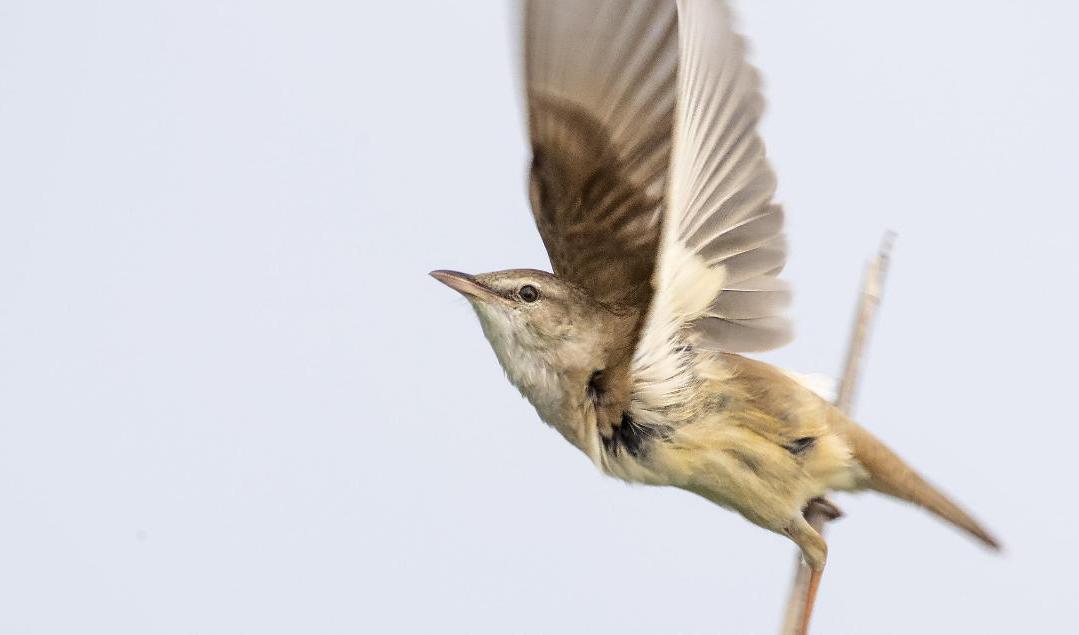 Trastsångarens beteendemönster på vägen till Afrika förbluffade forskarna. Foto: Niclas Ahlberg/Lunds universitet/ handout via TT