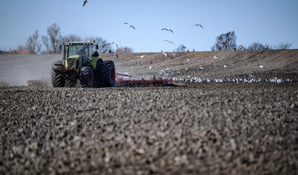 I södra Sverige är vårsådden i stort sett klar. Men kyla och regn har försenat vårens odlingssäsong. Arkivbild. Foto: Johan Nilsson/TT