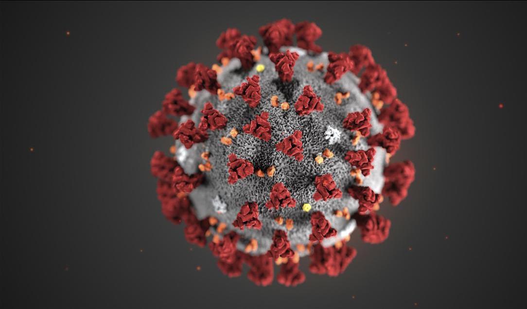 En infektion med sars-cov-2 resulterar antagligen i att kroppen producerar antikroppar i flera år framöver, även om nivåerna är låga. Foto: CDC/TT