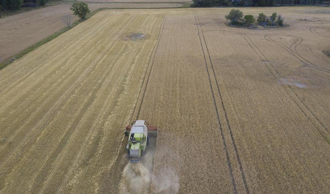 Globalt har livsmedelspriserna ökat En skördetröska bärgar årets skörd på en åker i Mälardalen. Foto: Fredrik Sandberg/TT
