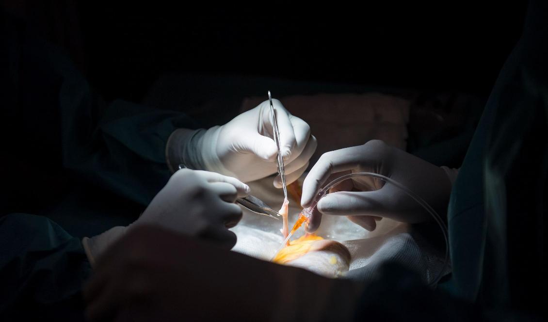 

En spansk kirurg och assistent förbereder en njure för transplantation på ett sjukhus i Madrid, i februari 2017. Foto: Pierre-Philippe Marcou/AFP via Getty Images                                                                                        