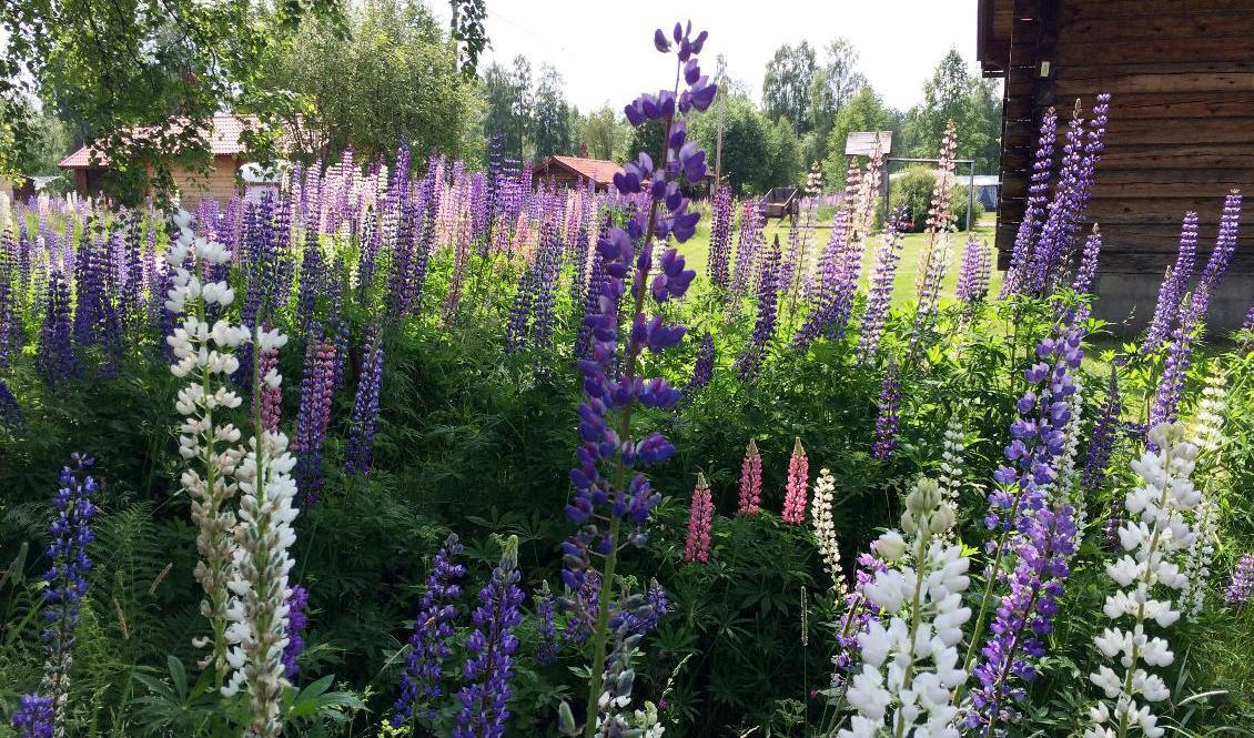 Vackra men lupinen klassas som en invasiv art och dess framfart behöver stoppas, enligt Fältbiologerna. Arkivbild. Foto: Lisa Abrahamsson/TT