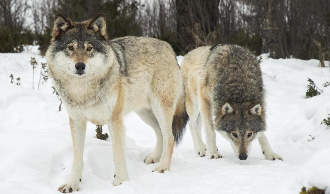 Färre svenskar är positiva till varg nu jämfört med 2004. Arkivbild. Foto: Heiko Junge/NTB/TT