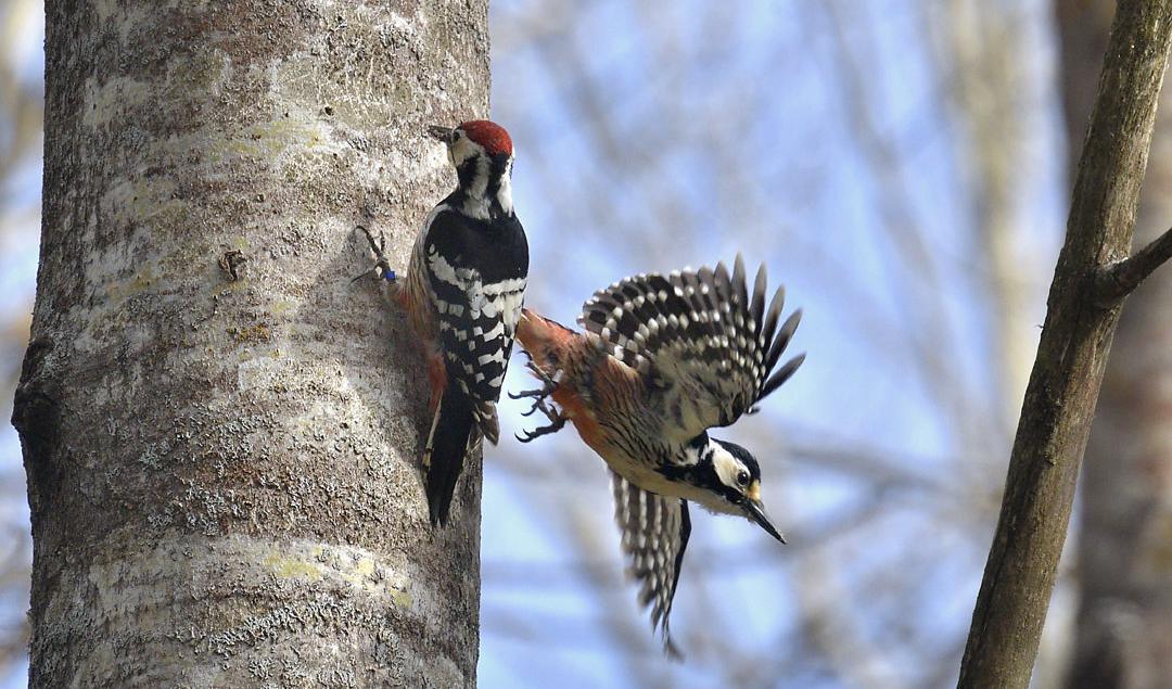 Den hotade arten vitryggig hackspett är en viktig värdemätare på hur den svenska skogen mår. Foto: Alf Linderheim/Naturskyddsföreningen