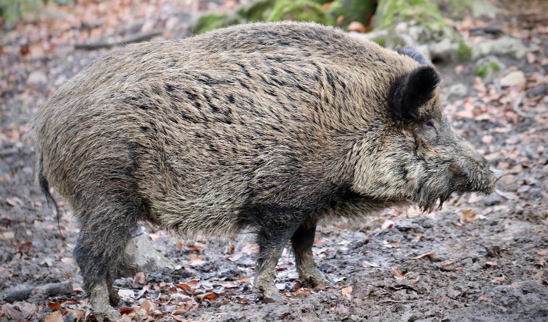Vildsvin orsakar årliga stora skador på landets åkrar. Foto: Annette Meyer/Pixabay
