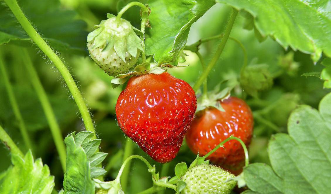 Jordgubbar var en av de grödor som gav stora skördar i fjol. Arkivbild. Foto: Jonas Ekströmer/TT