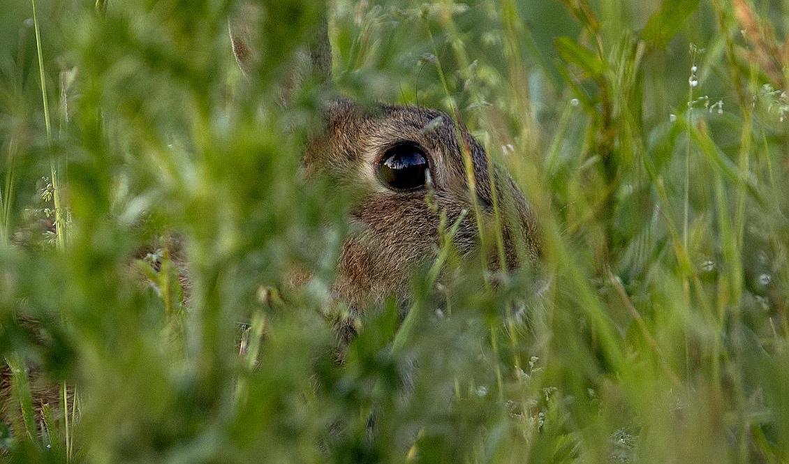 Många kaniner i Gävle har dött av kaningulsot. Arkivbild. Foto: Michael Probst/AP/TT
