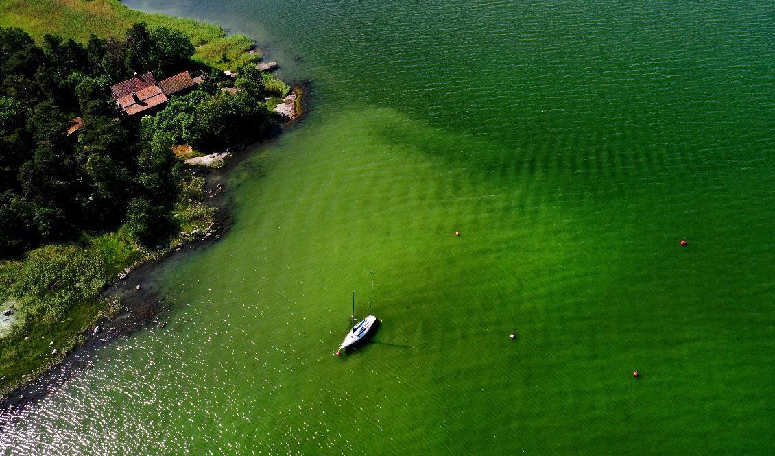 Algblomning i vattnen utanför Tyresö i fjol. Arkivbild. Foto: Foto: Pontus Lundahl/TT