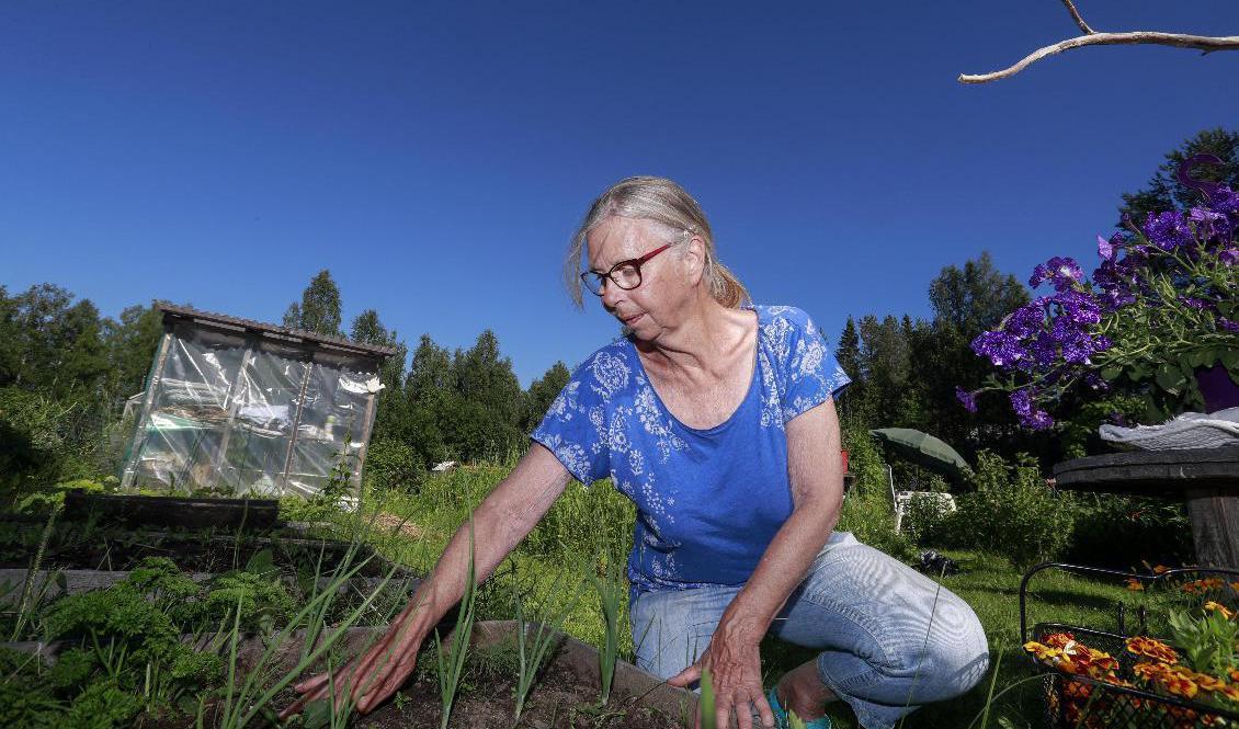 Karin Nelson, ordförande i odlingslottsföreningen Killingholm i Boden, har märkt av ett ökat tryck de senaste åren. Foto: Petra Älvstrand/TT
