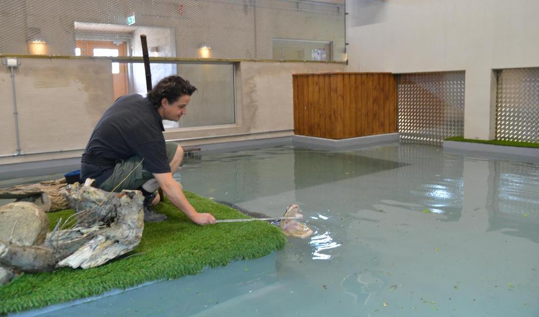 Forskaren Stephan Reber matar människotillvanda alligatorn Bestla. De sex alligatorerna kommer ursprungligen från Crocodiles of the World i England. Organisationen har även tidigare haft samarbete med Lunds universitet. Foto: André Spång/TT