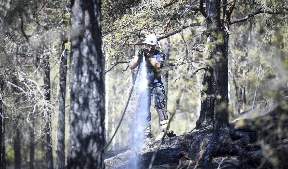 Det har brunnit på flera håll i skogarna i Västernorrland under söndagskvällen och -natten. Arkivbild. Foto: Fredrik Sandberg/TT