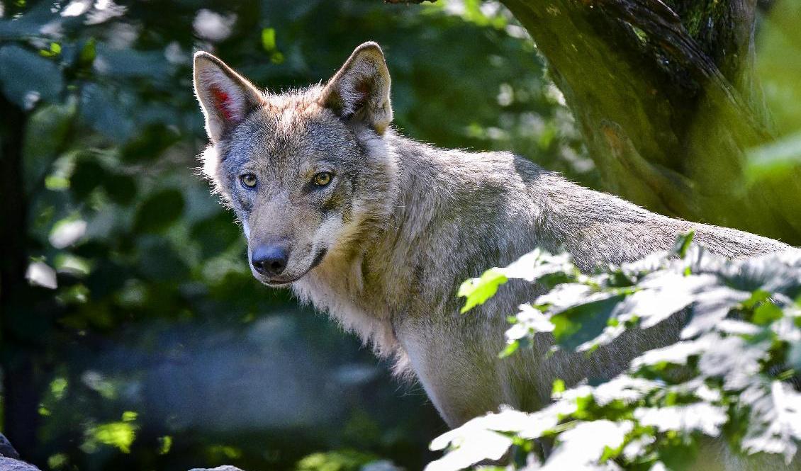 Länsstyrelsen har gett klartecken till skyddsjakt på varg på Orust. Vargen på arkivbilden bor på Skansen i Stockholm. Foto: Jonas Ekströmer/TT
