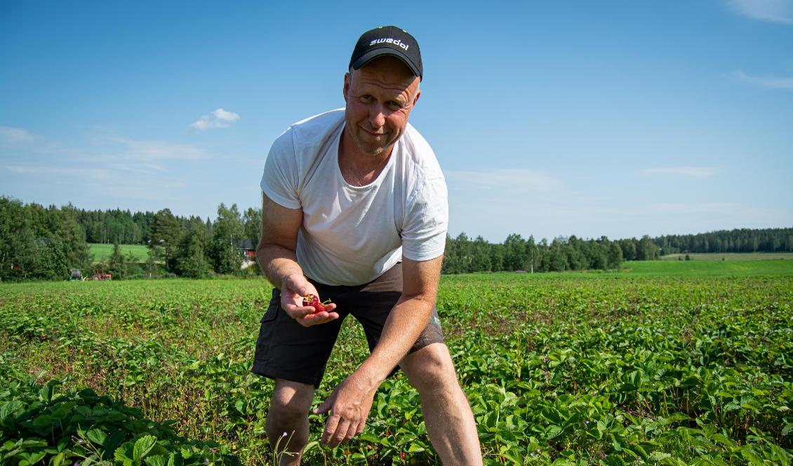 Olof Östergren, bärodlare utanför Umeå, säger att det är bra att ha en känsla för vad som ska göras och när, med tanke på faktorer som väder och skadedjur. För att bli en bra odlare behövs också många års erfarenhet, menar han. Foto: Eva Sagerfors