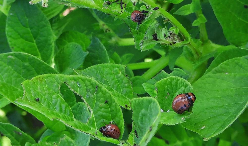 Vid stor förekomst kan potatisplantorna bli helt kalätna av larverna, med en avsevärt minskad skörd som följd. Foto Sofie Persson