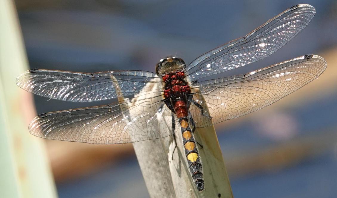 Citronfläckad kärrtrollslända i anlagd våtmark i södra Halland. Arten är listad i EU:s Art- och habitatdirektiv. Foto: John Strand.