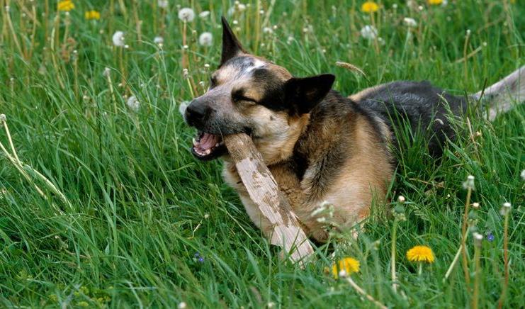 Australian cattledog gnager på pinne i gröngräset. OBS! Denna hund har ingenting med SARS CoV-2 att göra! Foto: Bengt Ekberg/SVA