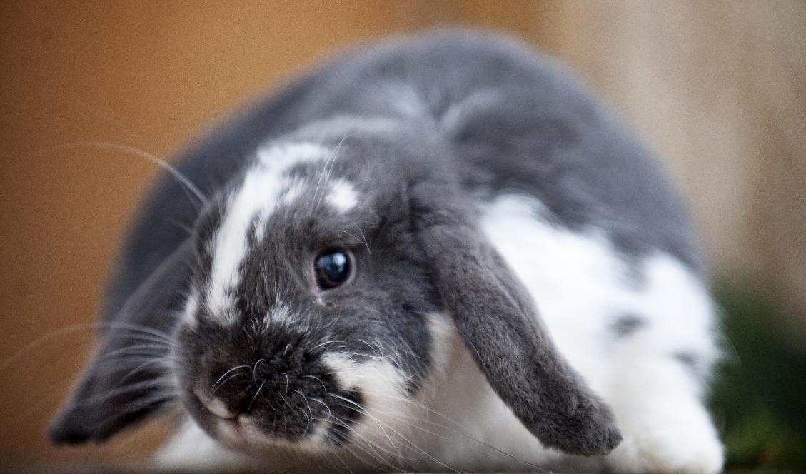 Virussjukdomen kaningulsot härjar i delar av landet. Farsoten är inte farlig för människor men är mycket dödlig för tamkaniner. Arkivbild. Foto: Johan Engman/TT