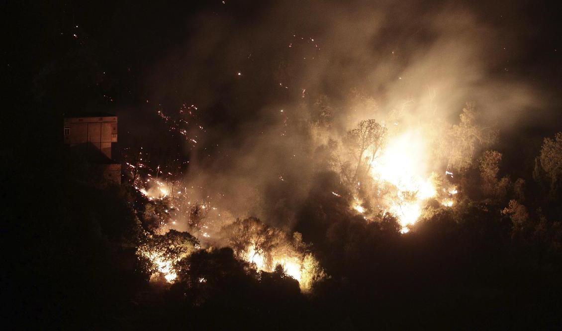 En skogsbrand nära Tizi Ouzou i Algeriet förra veckan. Foto: Fateh Guidoum/AP/TT