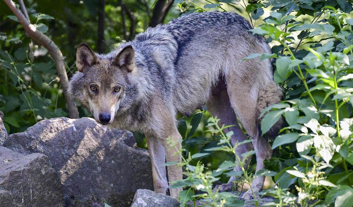En varg sköts på Orust. Här är en varg på Skansen. Arkivbild. Foto: Jonas Ekströmer/TT