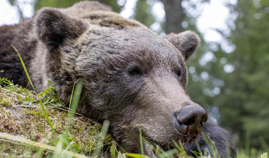 Licensjakten av björn inleddes under lördagen och totalt får 501 björnar skjutas i landet. Arkivbild. Foto: Adam Ihse/TT