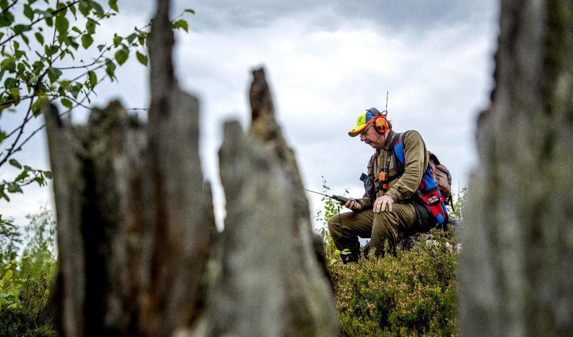 Årets licensjakt av björn har fått en flygande start och efter två dagar är kvoten redan fylld i flera jaktområden. Arkivbild. Foto: Adam Ihse/TT