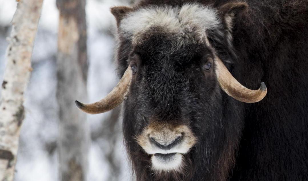En myskoxe som rört sig i Jämtland och Härjedalen har flyttats till Myskoxcentrum. Arkivbild. Foto: Heiko Junge/NTB/TT