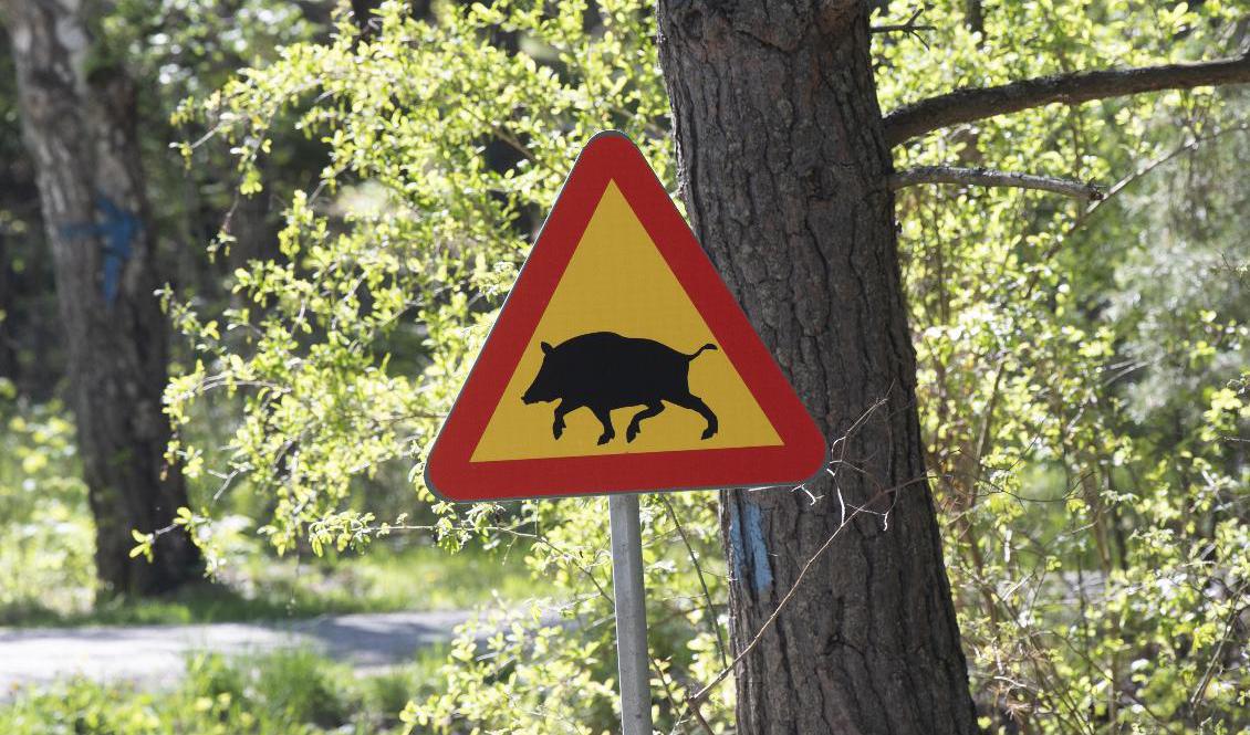 Landsbygdsprogrammet innehåller detaljer om bland annat vildsvinskött. Arkivbild. Foto: Fredrik Sandberg/TT