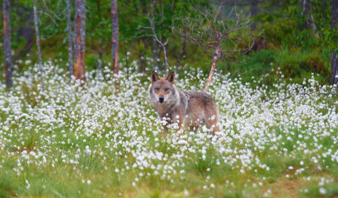 Världsnaturfonden, WWF, genomför ett rovdjursprogram för att bland annat minska konflikt med varg och människa. Foto: Ola Jennersten