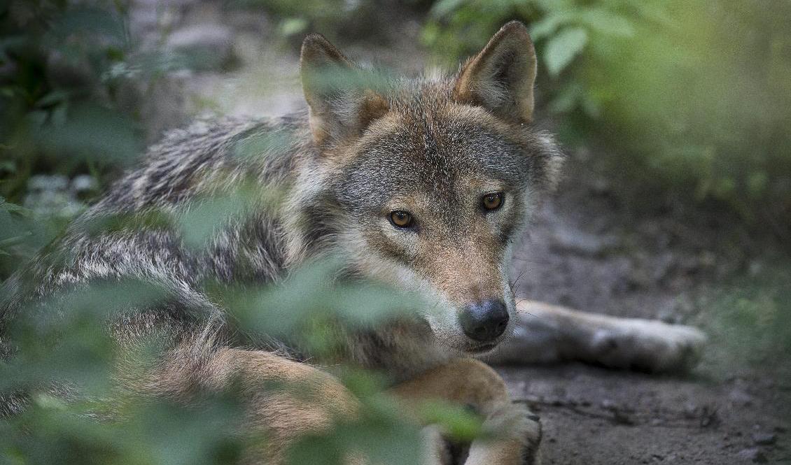 Skyddsjakt efter varg tillåts efter flera attacker mot får i Uppsalatrakten. Den här vargen bor på Skansen i Stockholm. Arkivbild. Foto: Jonas Ekströmer/TT