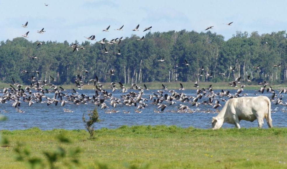Grågäss har samlats i massor vid Tåkern i Östergötland. Foto: Lars Gezelius/Tåkerns fältstation via TT