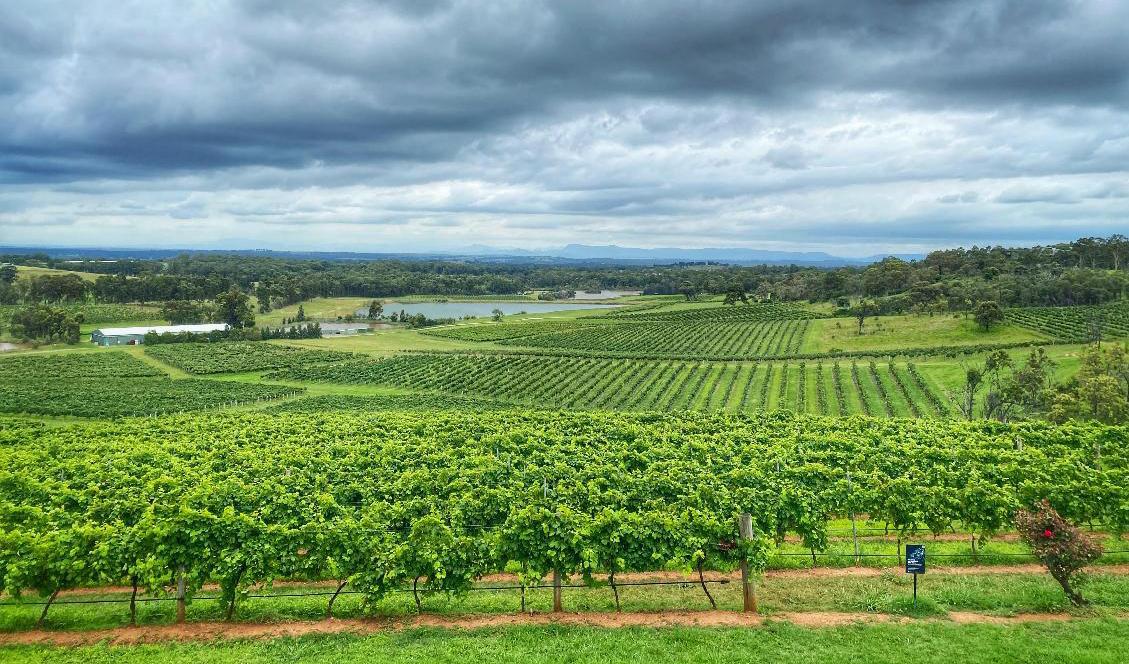 Australiska vingårdar har drabbats av Kinas strafftullar. Arkivbild. Foto: Gustav Sjöholm/TT