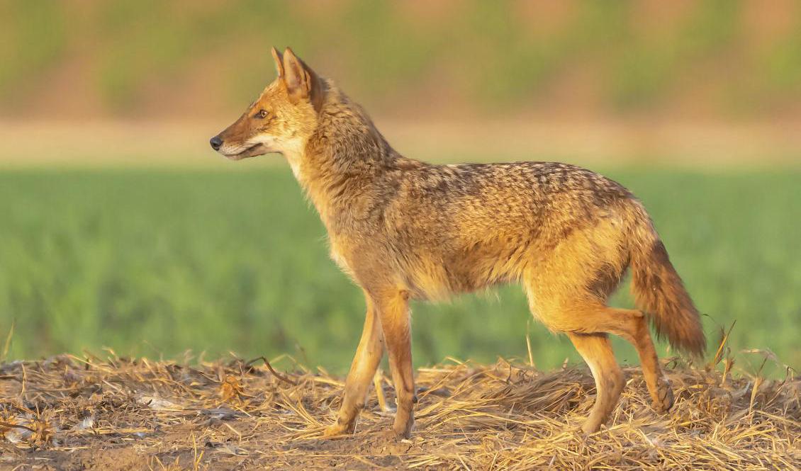 Guldschakal (Canis aureus). Detta exemplar är fotat i Israel. Arkivbild. Foto: Photostock-Israel/Science Photo/TT