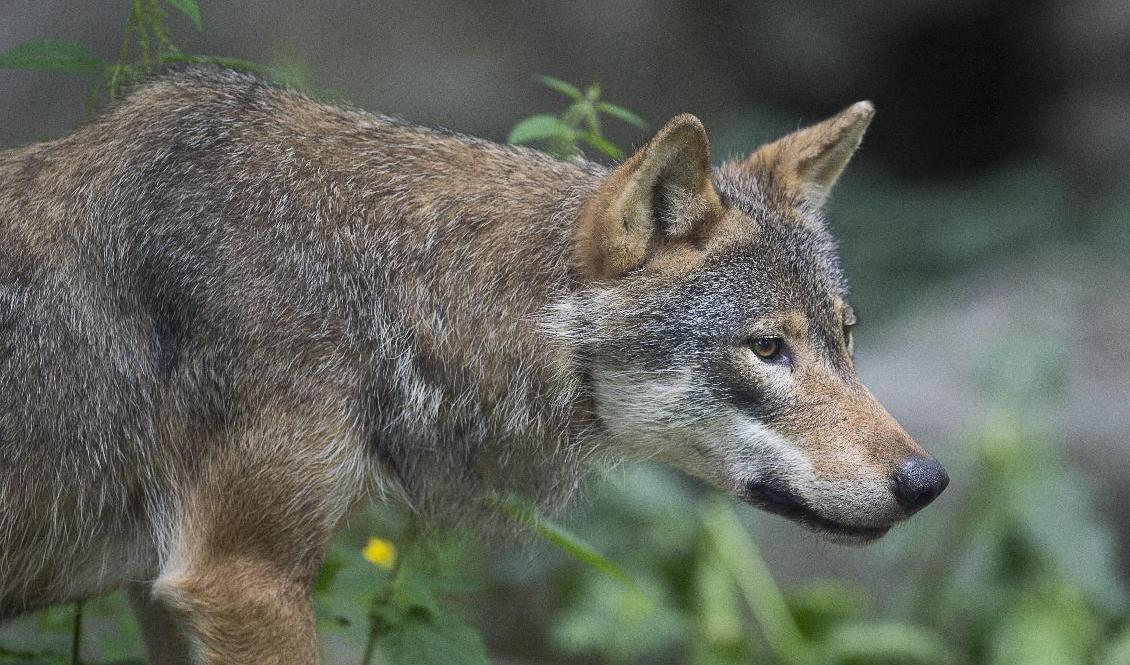 Detta är den tredje vargattacken i länet under månaden. Arkivbild. Foto: Jonas Ekströmer/TT