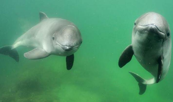 Tumlare (Phocoena phocoena) är en skygg liten val som förekommer i våra kustvatten, och som behöver skyddade områden där den kan föda sina ungar. Foto: HaV