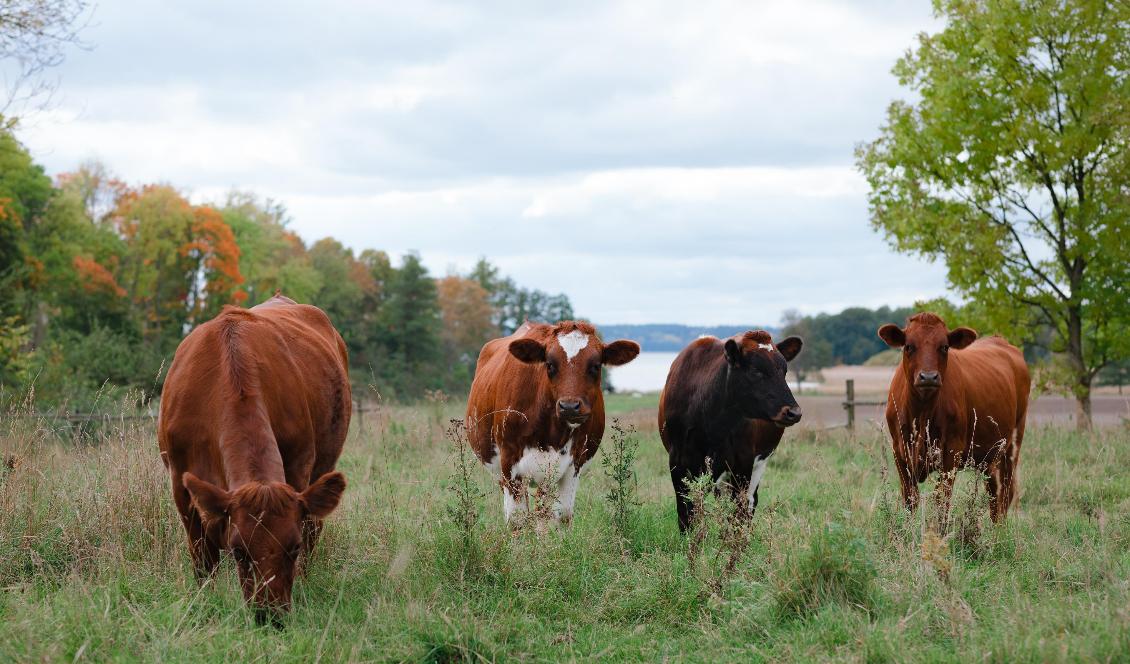 Att umgås med kossor minskar stress och ångest och ger istället lugn och välmående. Foto: Arla