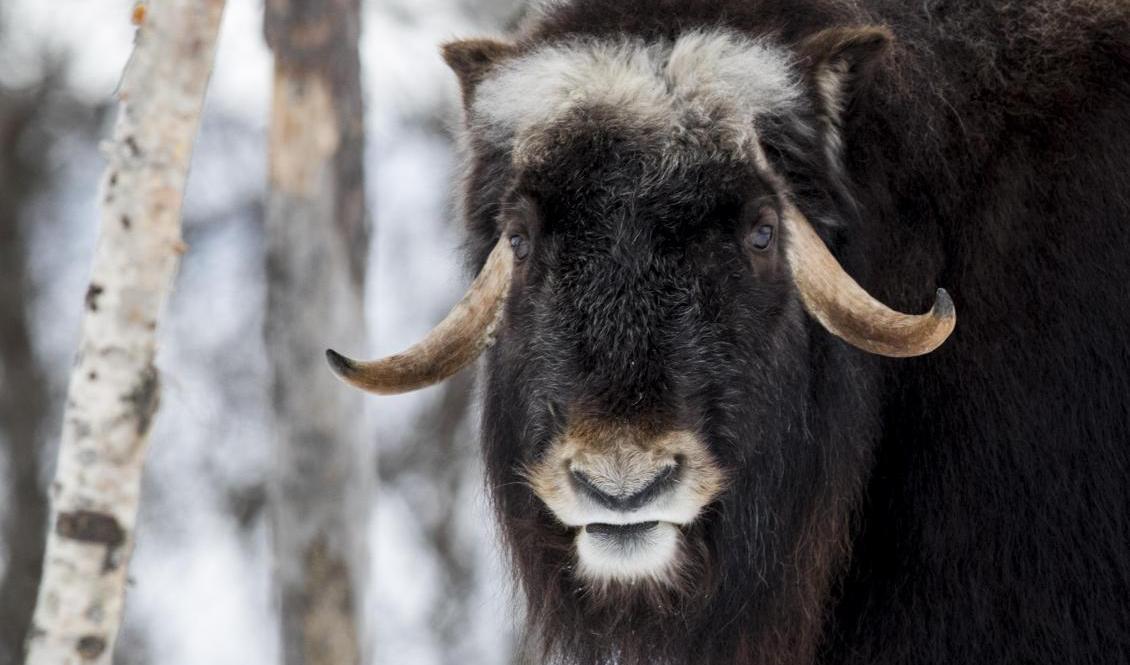 Myskoxen är det sista av de stora urtidsdjuren. Arkivbild. Foto: Heiko Junge/NTB/TT