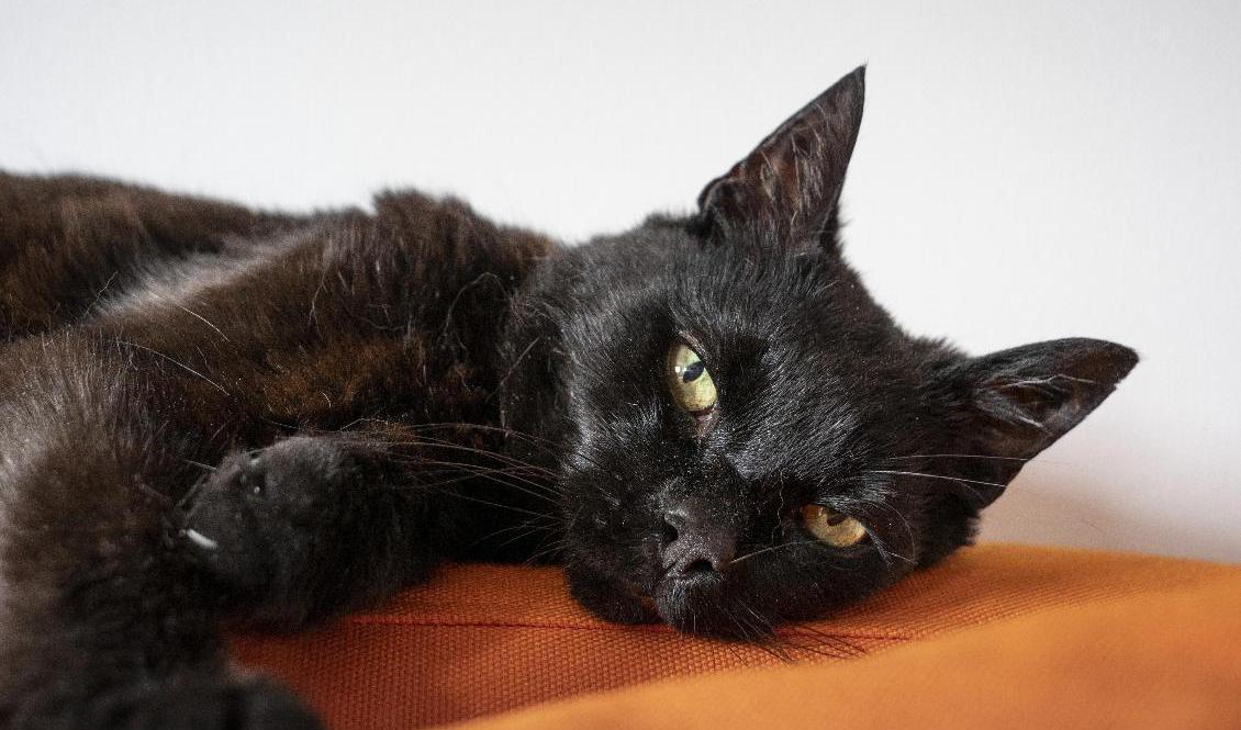 Har du katt? Då vill regeringen, enligt ett förslag, att du registrerar och märker den i ett nytt kattregister från 2023. Arkivbild. Foto: Pär Fredin/TT