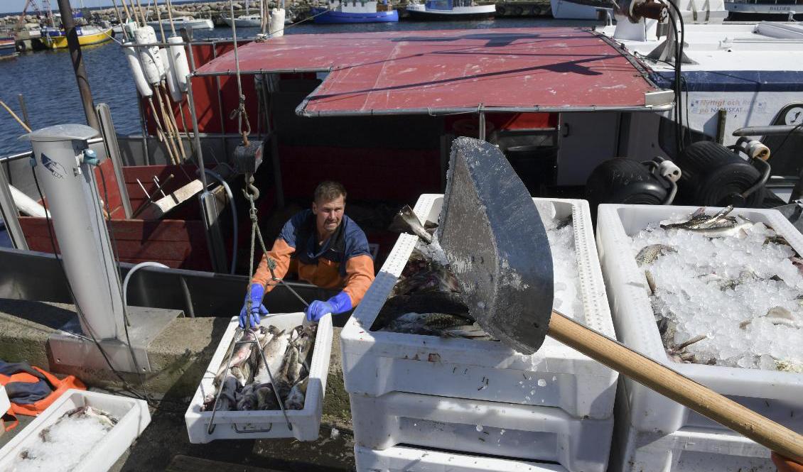 Det kan bli ännu hårdare bud för fisket efter torsk och sill i Östersjön 2022. Arkivbild. Foto: Johan Nilsson/TT