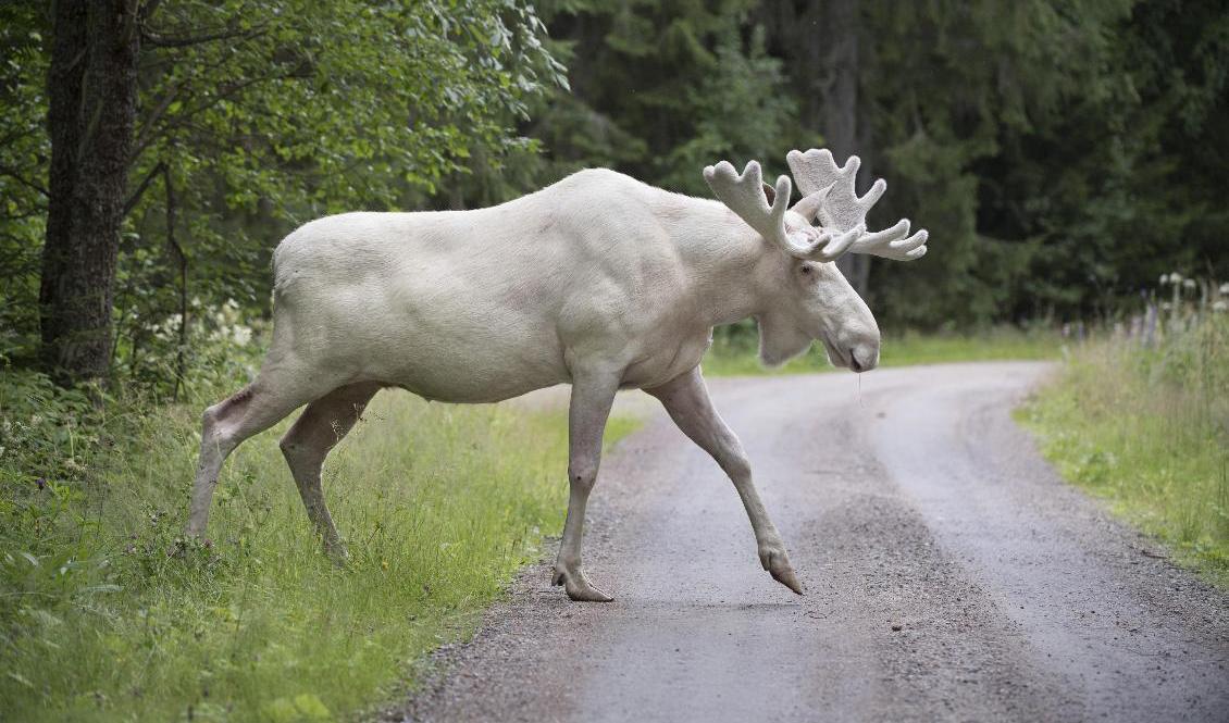 En vit älg i Gunnarskog i Värmland. Arkivbild. Foto: Tommy Pedersen/TT