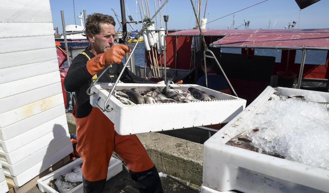 Fisk lossas från en fiskebåt i hamnen i Skillinge. Arkivbild. Foto: Johan Nilsson/TT