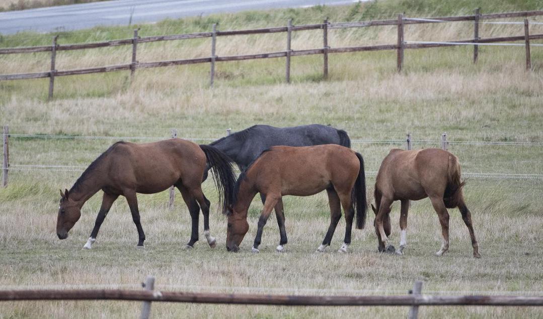Hästar betar på en äng, troligen ovetandes om sitt genetiska ursprung i södra Ryssland cirka 2|000 år före vår tideräknings början. Arkivbild. Foto: Fredrik Sandberg/TT