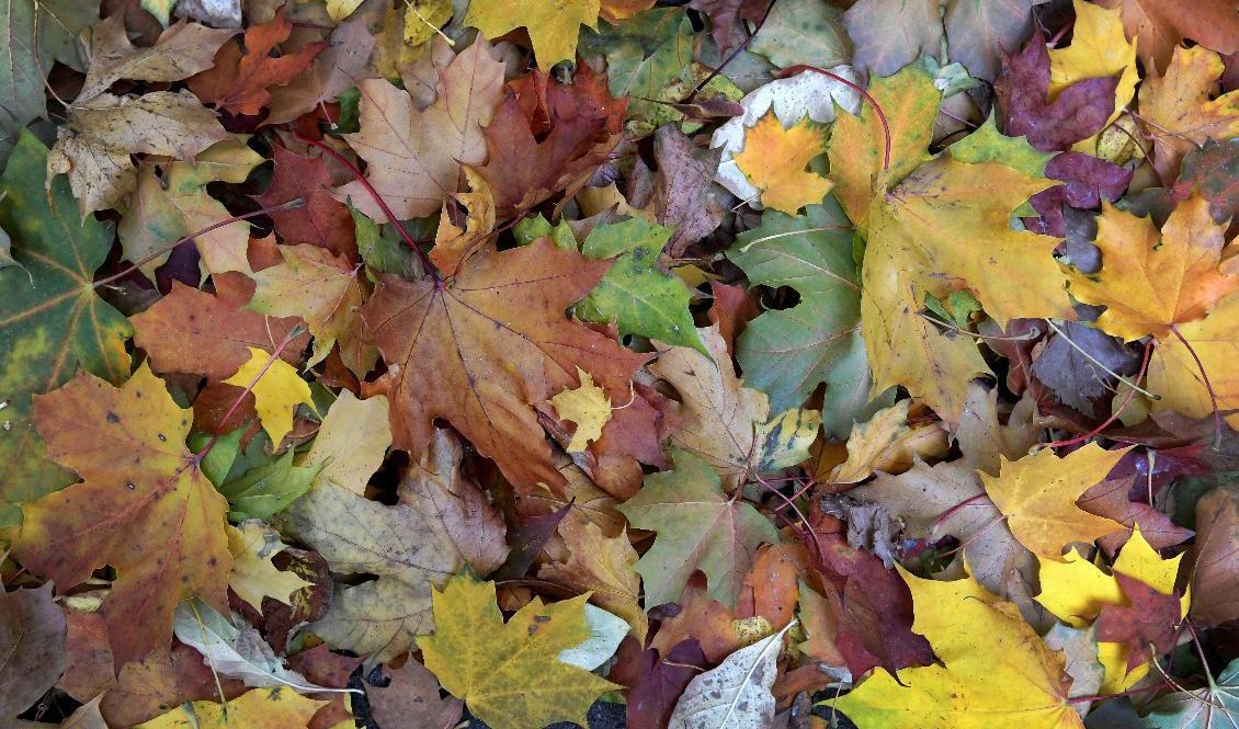 Den förhållandevis varma hösten fortsätter ett tag till. Arkivbild. Foto: Janerik Henriksson/TT
