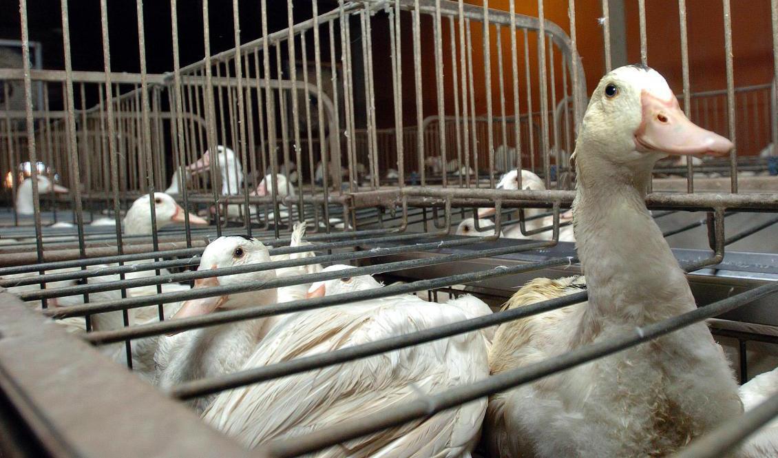 Förra årets utbrott tvingade landets foie gras-tillverkare avbryta sin verksamhet. Arkivbild. Foto: Bob Edme/AP/TT