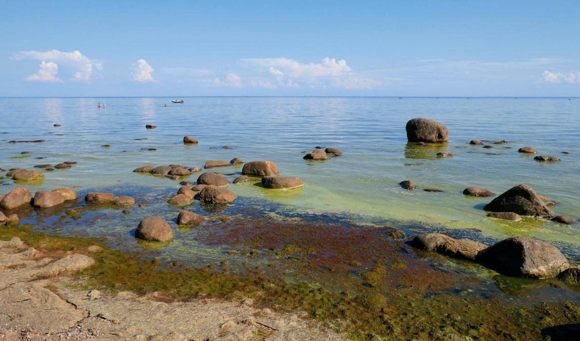 

Östersjöns kraftiga algblomning beror främst på utsläpp av näringsämnen från det moderniserade jordbruket samt kommunala och enskilda avlopp. Foto: Shutterstock                                                                                        